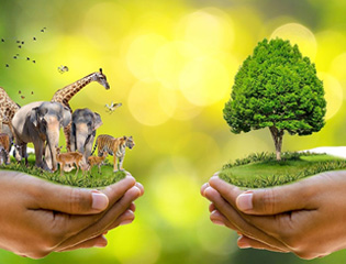 Kenticle Overseas Education